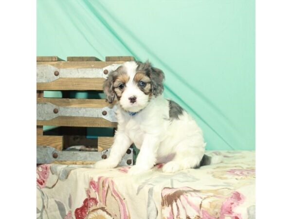 Cavapoo-DOG-Female-White Blue Merle / Tan-26487-Petland Lake St. Louis & Fenton, MO
