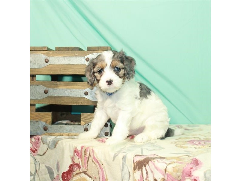 Cavapoo Puppy White Blue Merle / Tan ID:26487 Located at Petland Lake ...