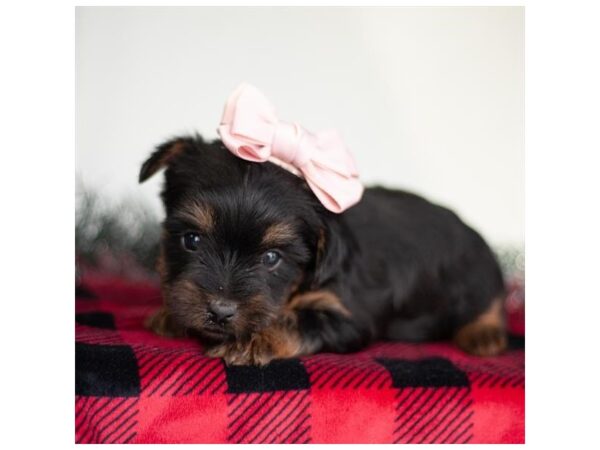 Yorkshire Terrier-DOG-Female-Black / Tan-26483-Petland Lake St. Louis & Fenton, MO