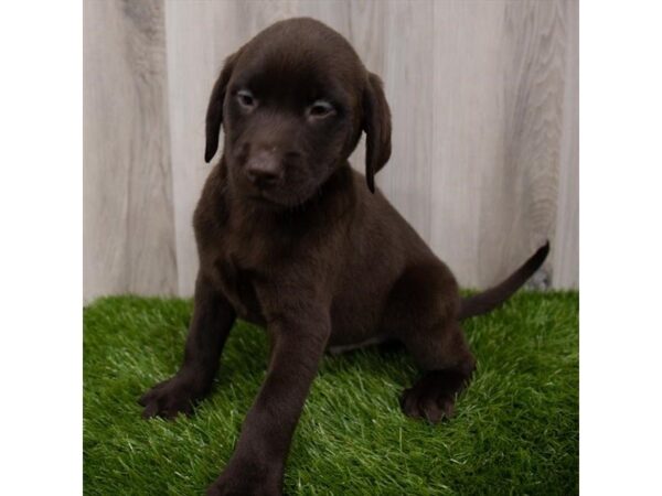 Labrador Retriever-DOG-Male-Chocolate-26494-Petland Lake St. Louis & Fenton, MO