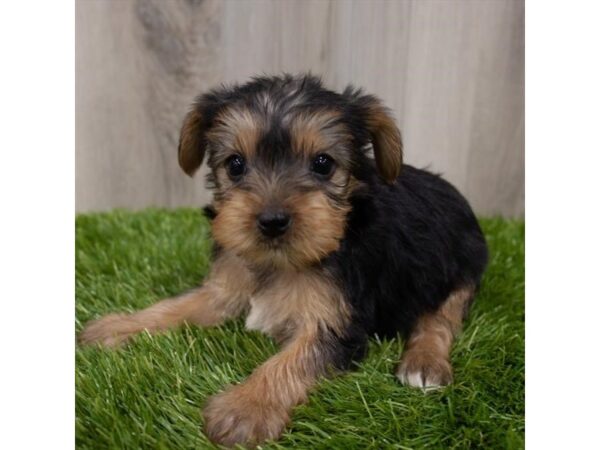 Yorkshire Terrier-DOG-Female-Black / Tan-26496-Petland Lake St. Louis & Fenton, MO