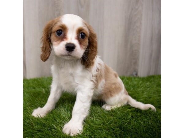 Cavalier King Charles Spaniel-DOG-Female-Blenheim-26492-Petland Lake St. Louis & Fenton, MO