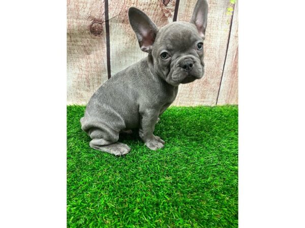 French Bulldog-DOG-Male-Blue Brindle-26481-Petland Lake St. Louis & Fenton, MO