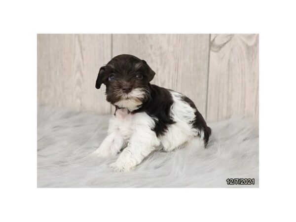 Miniature Schnauzer-DOG-Female-Chocolate-26502-Petland Lake St. Louis & Fenton, MO
