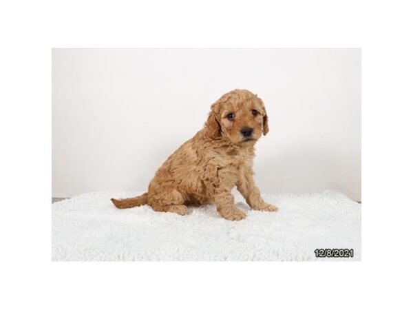 Mini Goldendoodle-DOG-Female-Red-26507-Petland Lake St. Louis & Fenton, MO