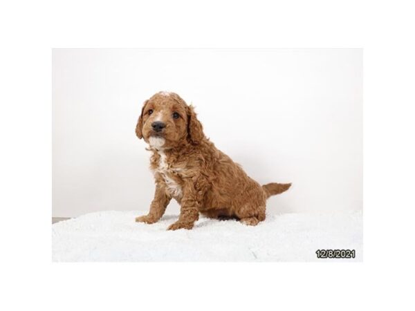 Mini Goldendoodle-DOG-Male-Red-26509-Petland Lake St. Louis & Fenton, MO