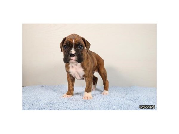 Boxer-DOG-Female-Brindle-26500-Petland Lake St. Louis & Fenton, MO