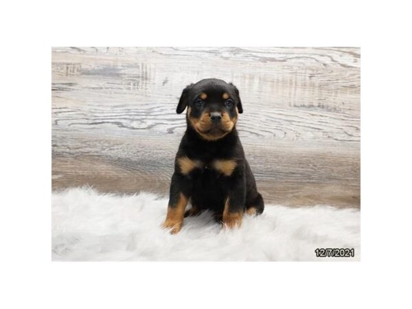 Rottweiler-DOG-Female-Black / Tan-26504-Petland Lake St. Louis & Fenton, MO