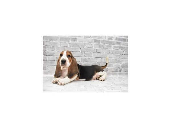Basset Hound-DOG-Male-Black White and Tan-26511-Petland Lake St. Louis & Fenton, MO