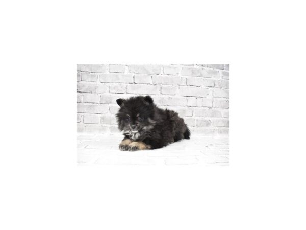 Pomeranian DOG Male Black and Tan 26517 Petland Lake St. Louis & Fenton, MO