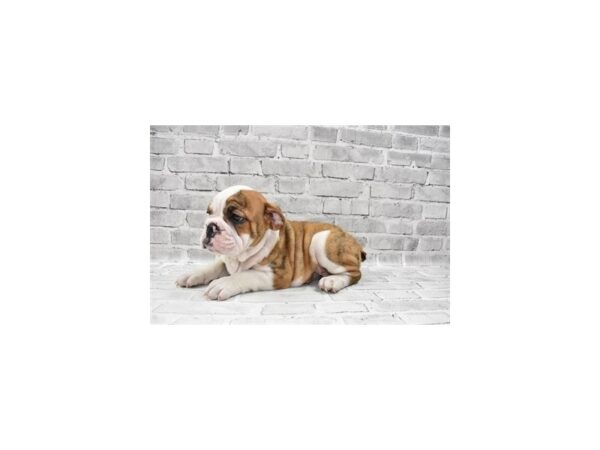 English Bulldog-DOG-Male-Red Brindle and White-26513-Petland Lake St. Louis & Fenton, MO