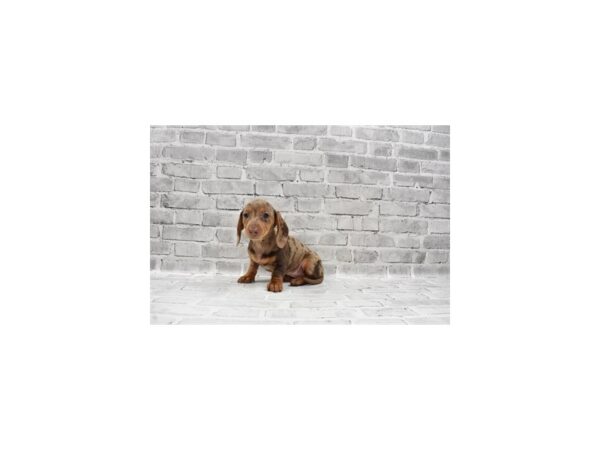 Dachshund-DOG-Female-Chocolate Dapple-26516-Petland Lake St. Louis & Fenton, MO
