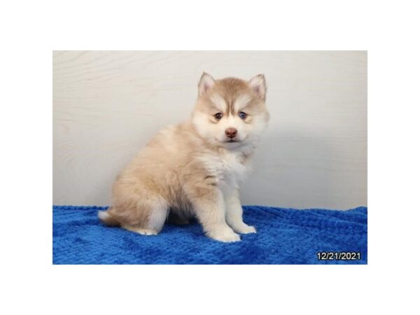 Pomsky-DOG-Female-Red / White-26535-Petland Lake St. Louis & Fenton, MO