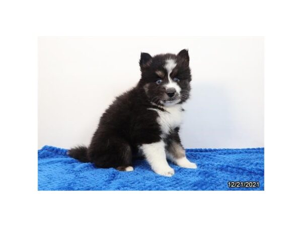 Pomsky-DOG-Male-Black Tan / White-26536-Petland Lake St. Louis & Fenton, MO