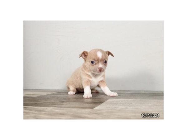 Chihuahua-DOG-Female-Fawn / White-26531-Petland Lake St. Louis & Fenton, MO