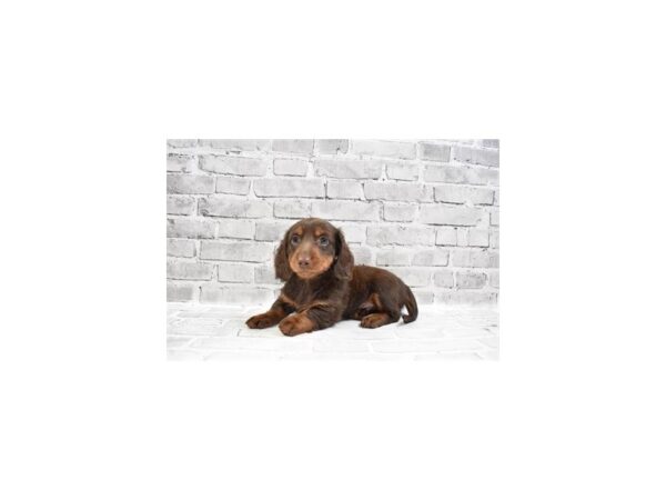 Dachshund-DOG-Male-Chocolate and Tan-26542-Petland Lake St. Louis & Fenton, MO