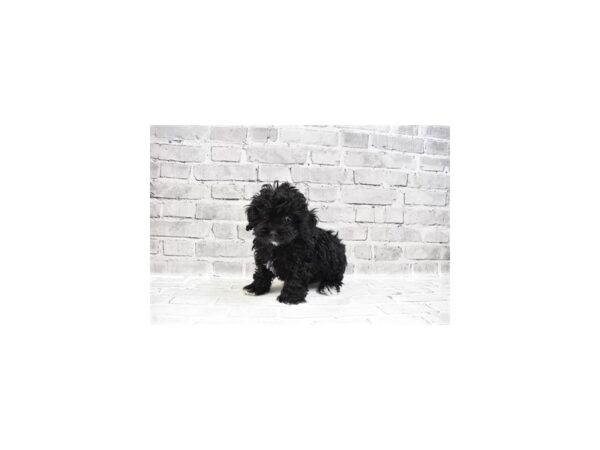 Shih -Poo DOG Female Black 26549 Petland Lake St. Louis & Fenton, MO