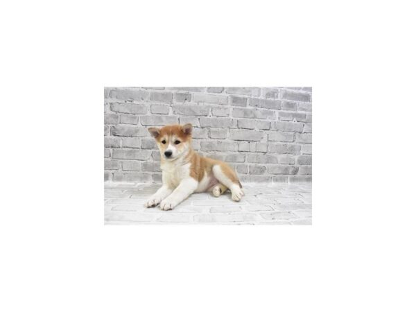 Shiba Inu-DOG-Female-Red and White-26546-Petland Lake St. Louis & Fenton, MO