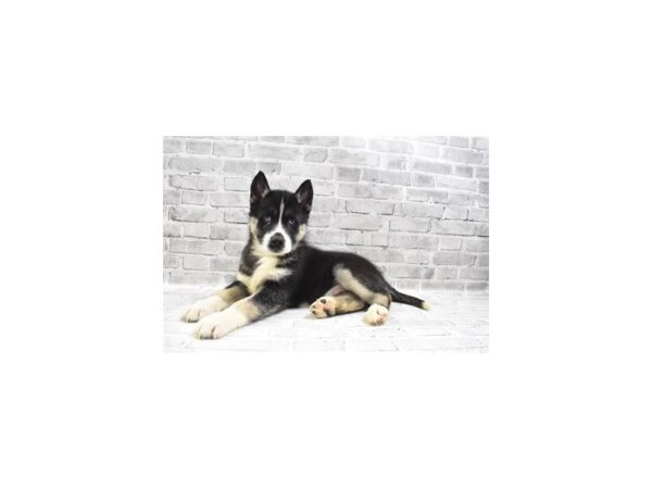 Siberian Husky-DOG-Male-Black Tan and White-26547-Petland Lake St. Louis & Fenton, MO