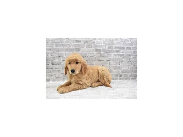 Golden Retriever-DOG-Male-Golden-26543-Petland Lake St. Louis & Fenton, MO