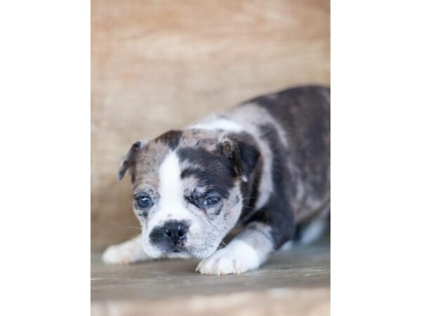 Boston Terrier-DOG-Male-Blue Merle-26557-Petland Lake St. Louis & Fenton, MO
