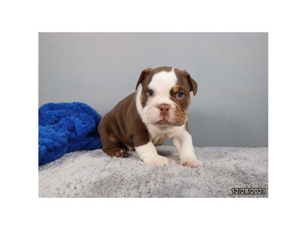 Bulldog-DOG-Male-Chocolate White Tan-26561-Petland Lake St. Louis & Fenton, MO