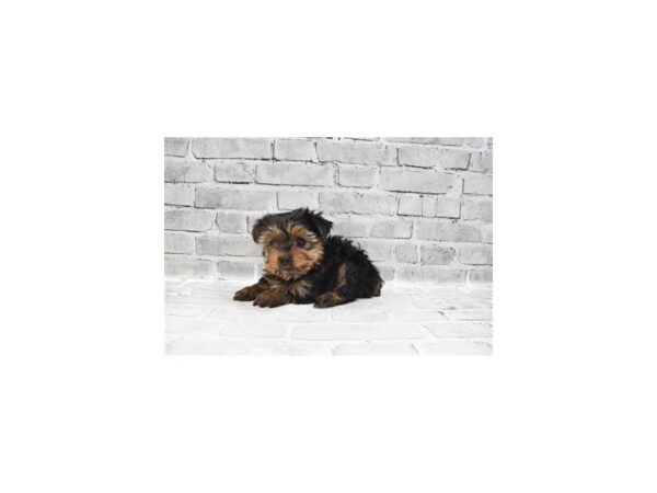 Yorkshire Terrier-DOG-Female-Black and Tan-26567-Petland Lake St. Louis & Fenton, MO
