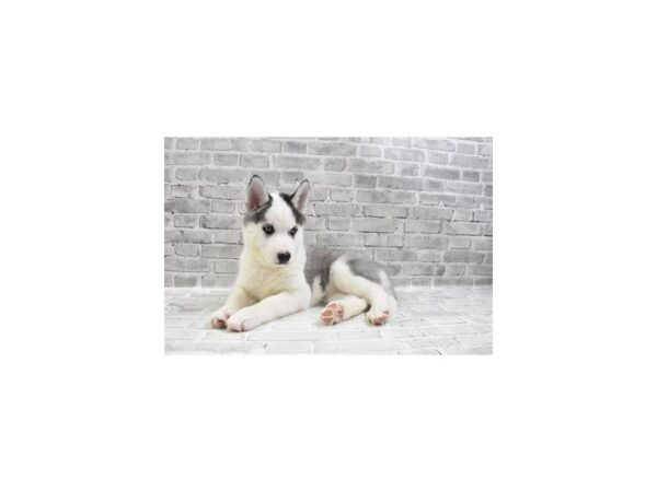 Siberian Husky-DOG-Female-Black Grey and White-26566-Petland Lake St. Louis & Fenton, MO