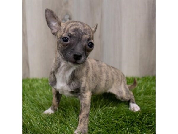 Chihuahua-DOG-Female-Brindle-26581-Petland Lake St. Louis & Fenton, MO