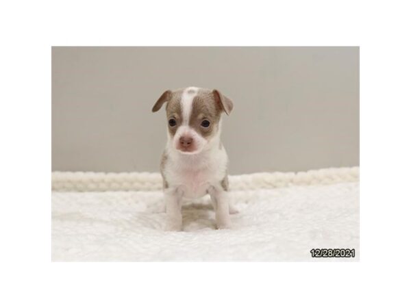 Chihuahua DOG Male Lavender 26588 Petland Lake St. Louis & Fenton, MO