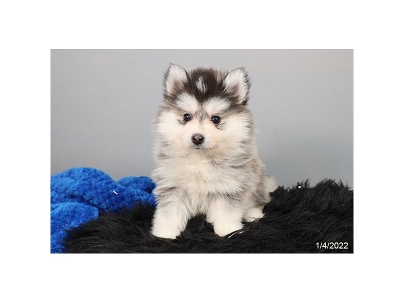 Puppyページです。 Pomsky Puppy Black Tan / White ID:26594 Located at Petland Lake St