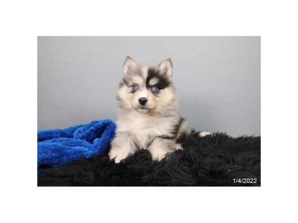 Pomsky-DOG-Male-Blue Merle-26595-Petland Lake St. Louis & Fenton, MO
