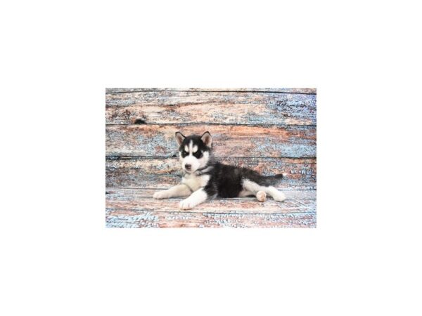 Siberian Husky DOG Male Black and White 26603 Petland Lake St. Louis & Fenton, MO