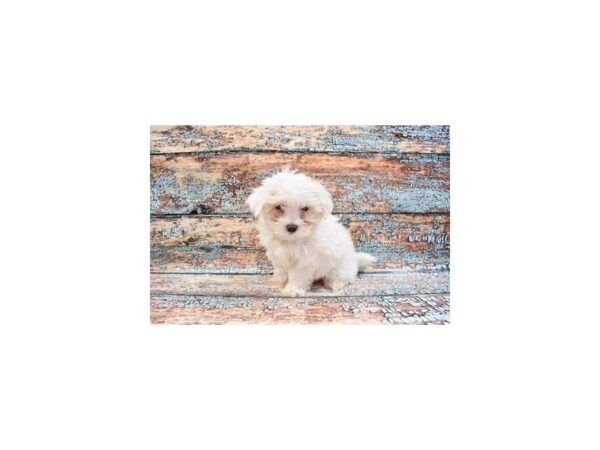 Malti-Poo-DOG-Female-White-26606-Petland Lake St. Louis & Fenton, MO