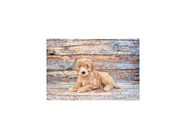 Mini Goldendoodle-DOG-Male-Apricot-26607-Petland Lake St. Louis & Fenton, MO