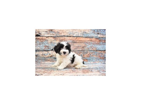 Teddy Bear-DOG-Male-Black and White-26604-Petland Lake St. Louis & Fenton, MO