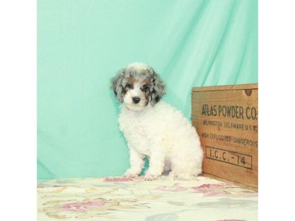 Poodle-DOG-Male-White / Blue Merle-26615-Petland Lake St. Louis & Fenton, MO