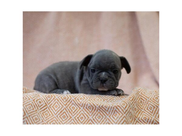 French Bulldog-DOG-Female-Blue-26613-Petland Lake St. Louis & Fenton, MO