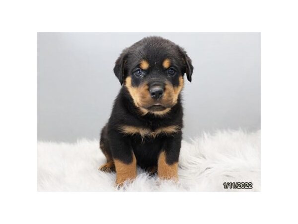 Rottweiler-DOG-Male-Black / Tan-26622-Petland Lake St. Louis & Fenton, MO