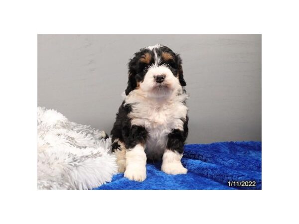 Mini Bernadoodle-DOG-Male-Black Tan / White-26626-Petland Lake St. Louis & Fenton, MO