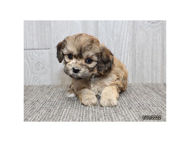 Cavachon Puppy Sable ID:26624 Located at Petland Lake St. Louis ...