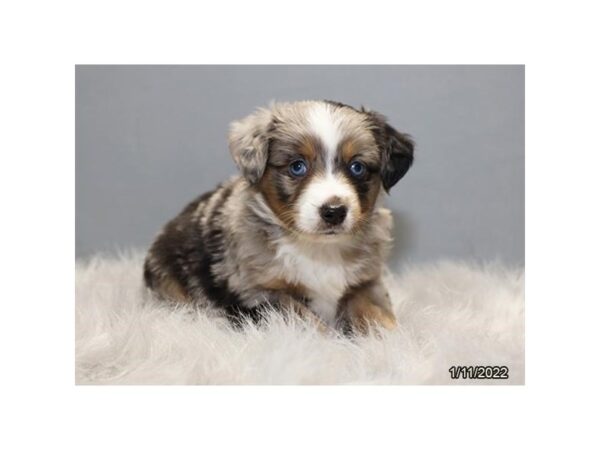 Miniature Australian Shepherd-DOG-Male-Blue Merle-26623-Petland Lake St. Louis & Fenton, MO