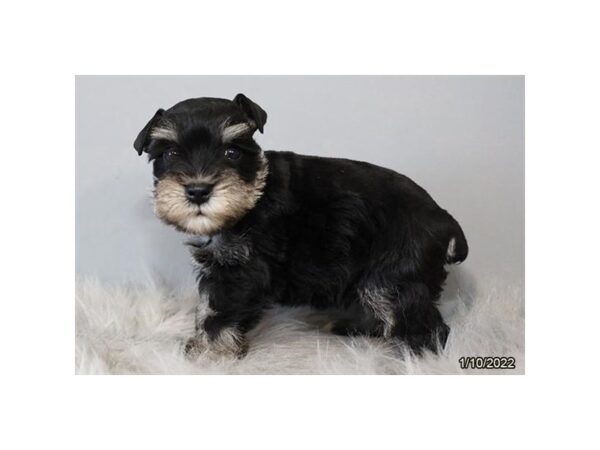 Miniature Schnauzer DOG Male Black / Silver 26628 Petland Lake St. Louis & Fenton, MO