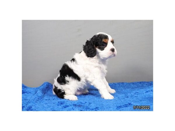 Cavalier King Charles Spaniel DOG Male Black, Tan & White 26630 Petland Lake St. Louis & Fenton, MO