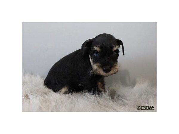 Miniature Schnauzer DOG Female Black / Silver 26627 Petland Lake St. Louis & Fenton, MO
