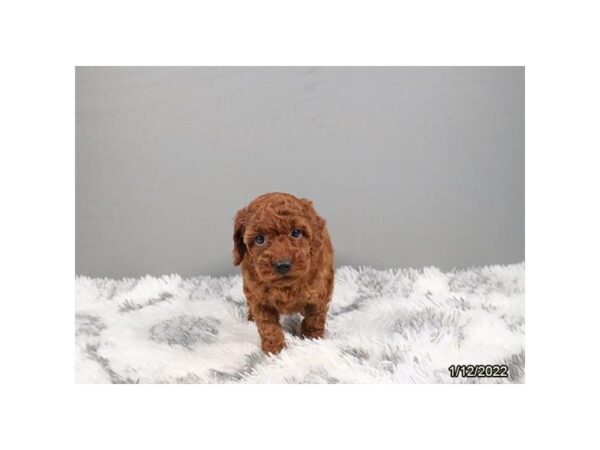 Poodle-DOG-Female-Red-26631-Petland Lake St. Louis & Fenton, MO