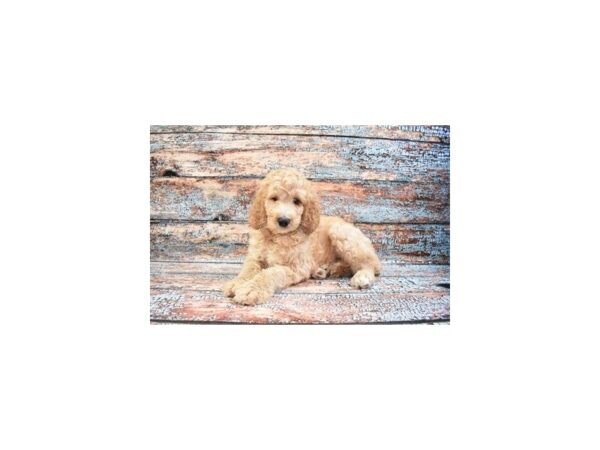 Goldendoodle-DOG-Male-Golden-26639-Petland Lake St. Louis & Fenton, MO