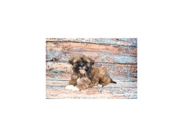 Lhasa Apso-DOG-Female-Red Gold-26635-Petland Lake St. Louis & Fenton, MO
