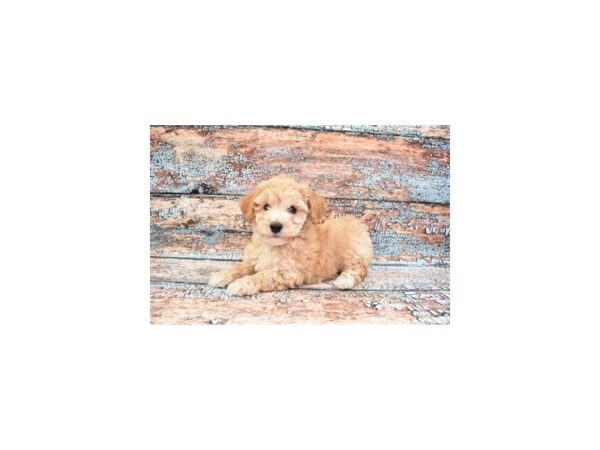 Bichon Poo-DOG-Female-Apricot-26641-Petland Lake St. Louis & Fenton, MO