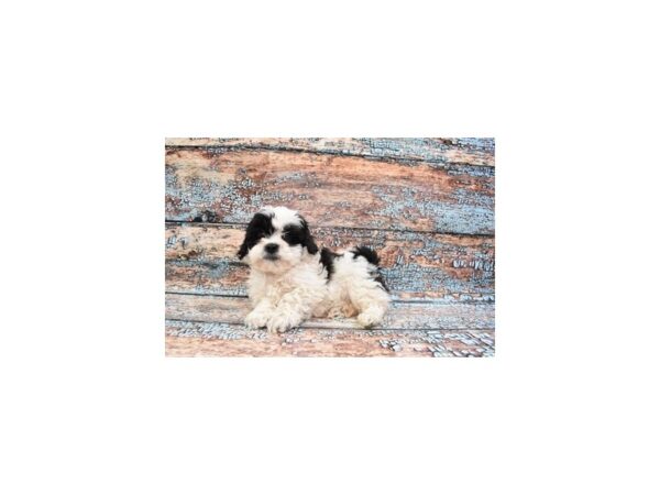 Lhasa Poo-DOG-Female-Black & White-26642-Petland Lake St. Louis & Fenton, MO